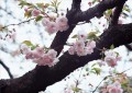 桜の花の絵画 写真からアートへ